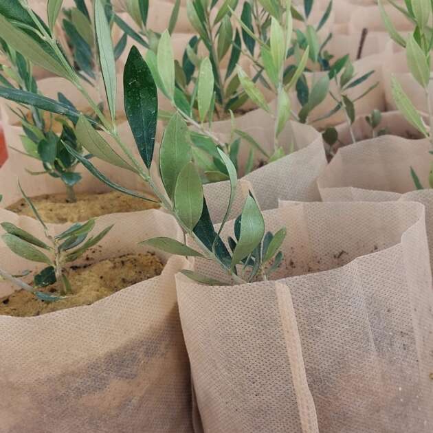 Biopot
